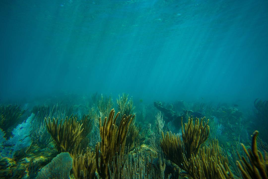 Tres palmas marine reserve playa para snorkeling