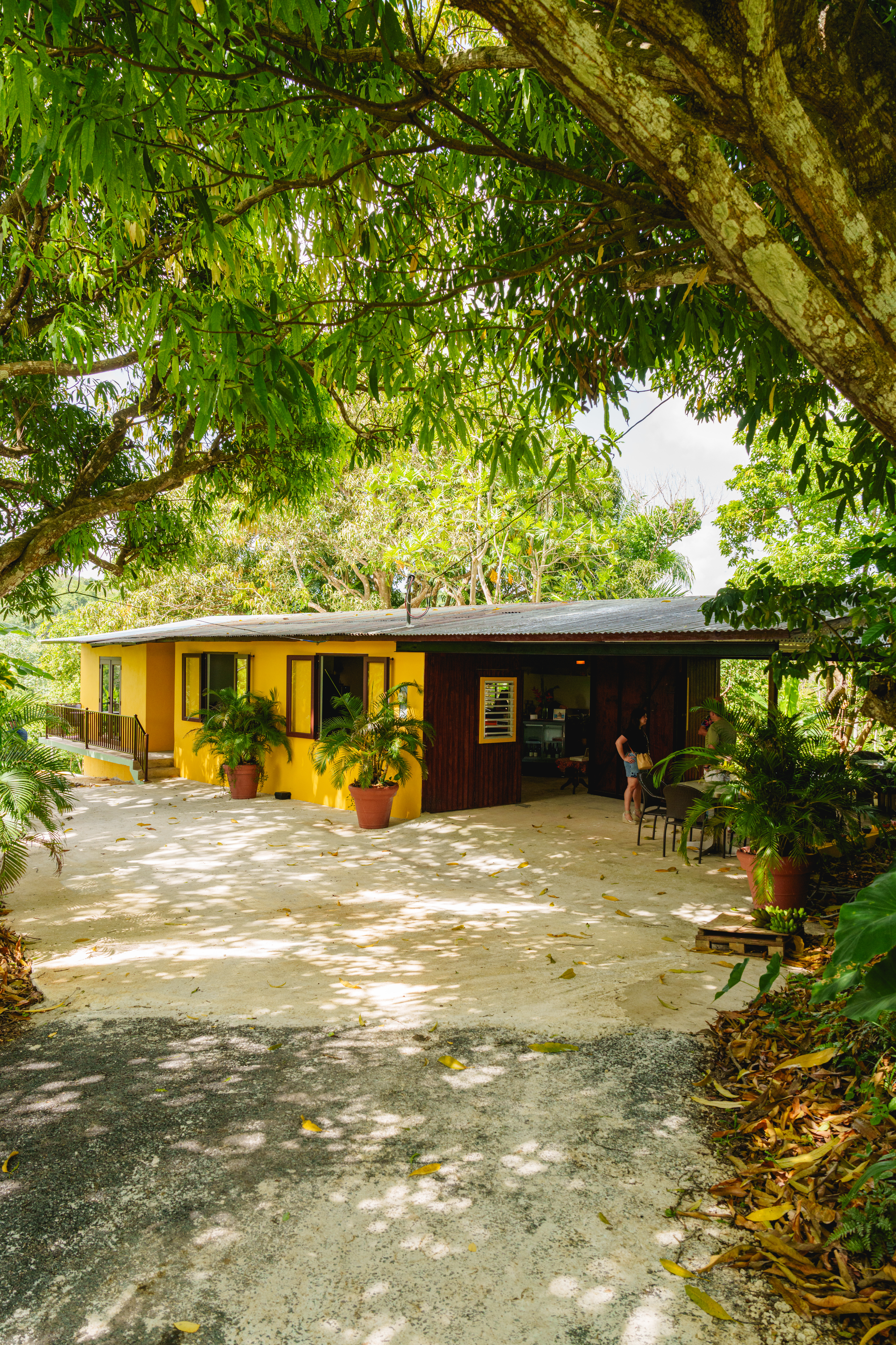Casa amarilla con techo de zinc rodeada de vegetación tropical y árboles frondosos en finca Rancho Feliz en San Sebastián.