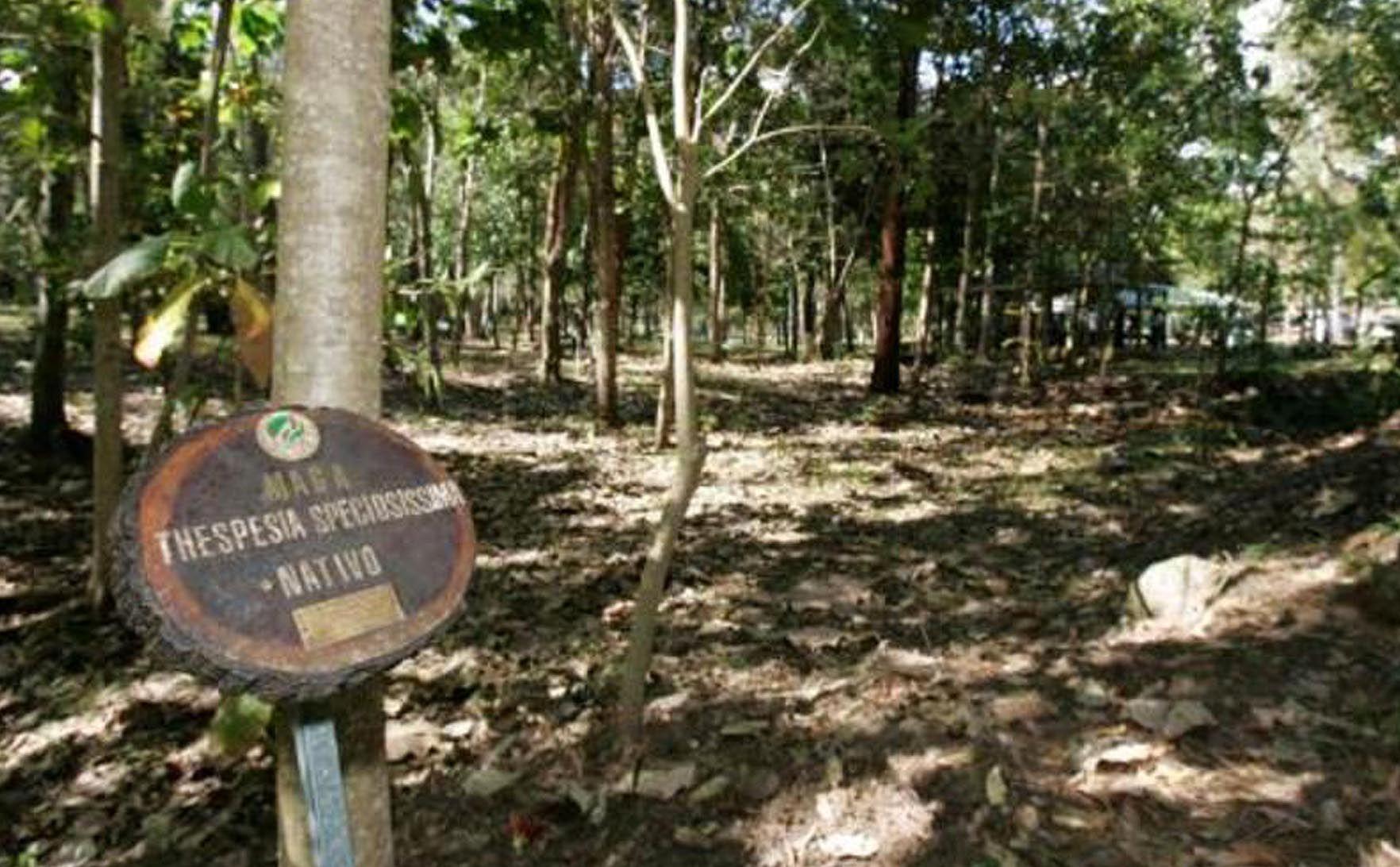 Bosque_Estatal_De_Susua_ab23a8d8d7.jpg