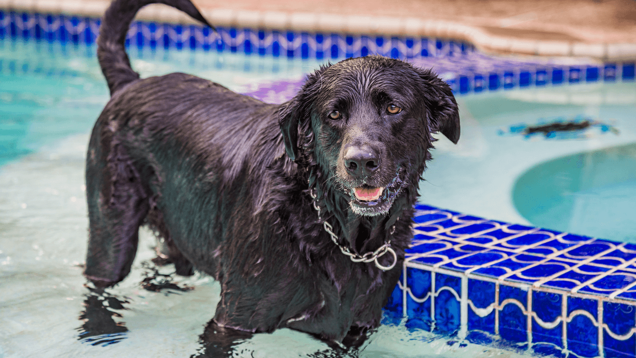 dia-del-perro-en-puerto-rico-donde-celebrar