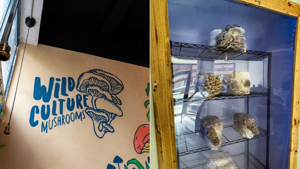 wild-culture-mushrooms-todo-lo-que-debes-saber-de-su-nueva-tienda-en-santurce
