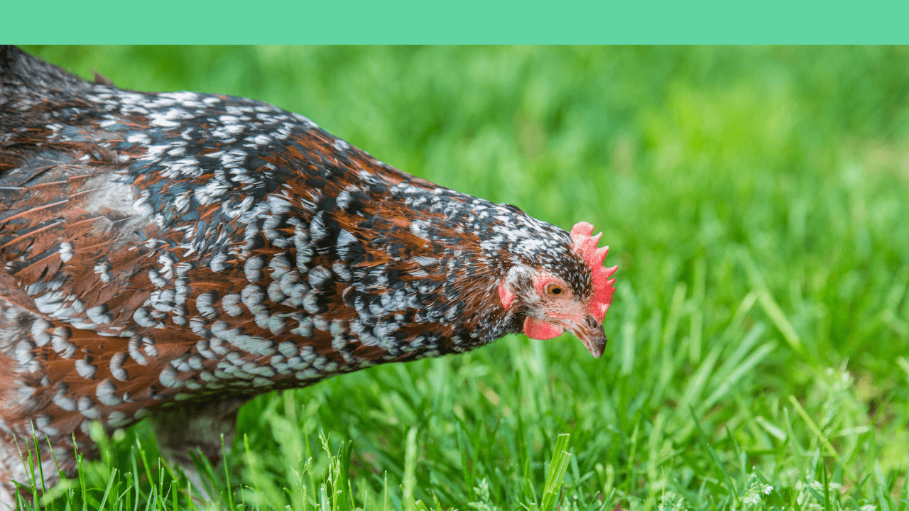 criar-gallinas-ponedoras-beneficios