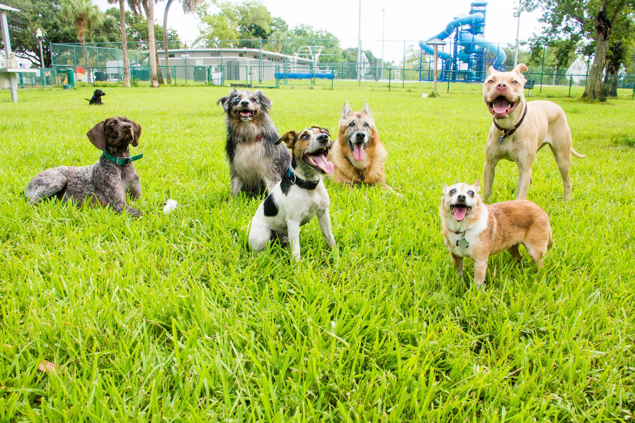 regresa-el-national-dog-day-a-santurce-con-entretenimiento-para-toda-la-familia