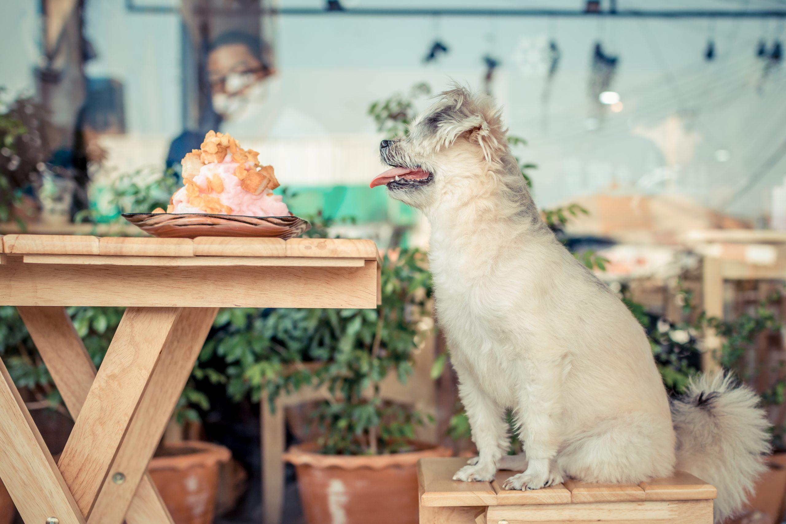lugares-pet-friendly-para-visitar