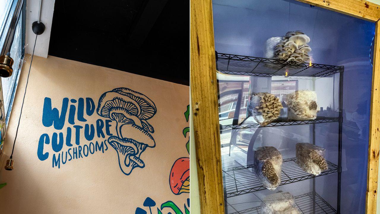 el-mundo-medicinal-de-los-hongos-de-wild-culture-mushrooms-y-sus-beneficios