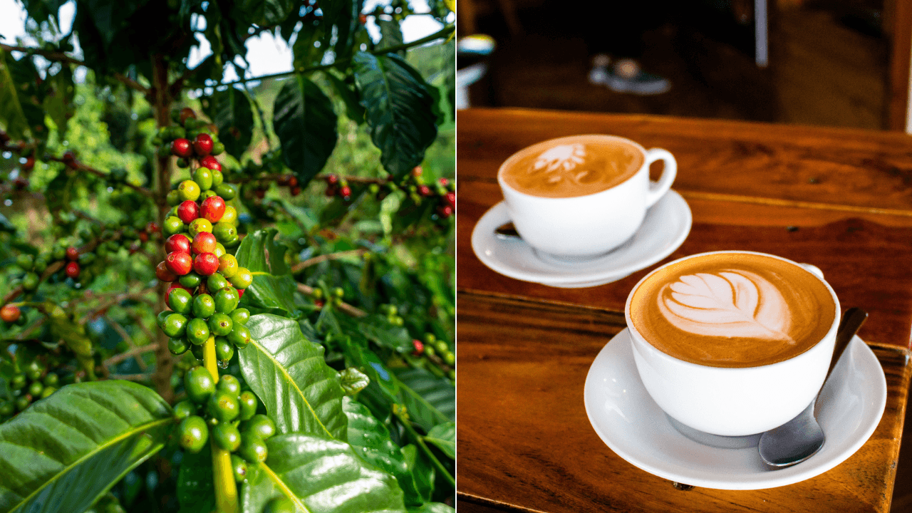 arranca-el-festival-del-cafe-en-yauco