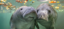 Dos manatíes en la costa de la Florida.