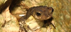 Sapo concho. Foto de Puerto Rican Crested Toad Conservancy.