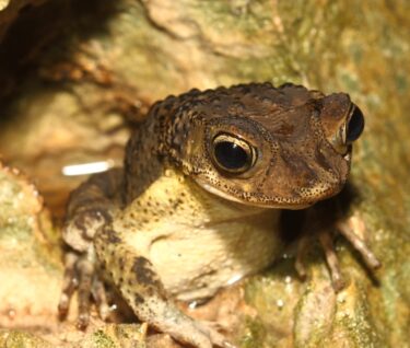 Sapo concho. Foto de Puerto Rican Crested Toad Conservancy.