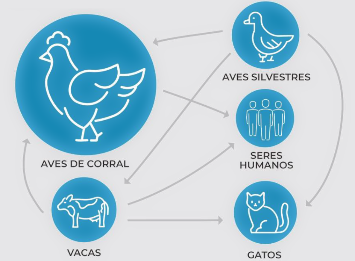 Ciclo de transmisión de la influenza aviar