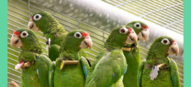 Partners for Fish and Wildlife: Puerto Rican Parrots at the FWS Aviary Facility in Maricao, Puerto Rico. , Joe Milmoe/USFWS, Public Domain, https://www.fws.gov/media/partners-fish-and-wildlife-puerto-rican-parrots-fws-aviary-facility-maricao-puerto-rico